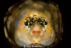 red lips from gobby celebes :) by Adji Sudarmo 